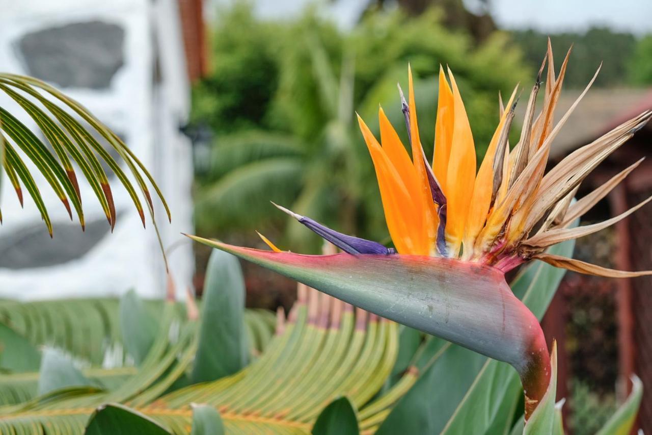 Finca La Sorriba La Guancha エクステリア 写真